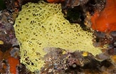 Image result for "clathrina Contorta". Size: 163 x 104. Source: www.cibsub.cat