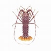 Image result for Palinurus mauritanicus Reproductie. Size: 105 x 104. Source: timklingender.com