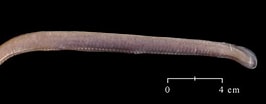Image result for "lopadorhynchus Appendiculatus". Size: 266 x 104. Source: www.flickr.com