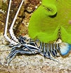 Image result for Panulirus versicolor. Size: 101 x 104. Source: www.fishncorals.com