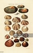 Image result for "astarte Elliptica". Size: 65 x 104. Source: www.gettyimages.com