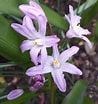 Image result for "vannuccia Forbesii". Size: 98 x 104. Source: www.gardentags.com