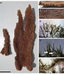 Image result for "clathria Spinarcus". Size: 91 x 104. Source: www.researchgate.net