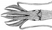 Afbeeldingsresultaten voor Enoploteuthidae. Grootte: 180 x 94. Bron: wwww.tolweb.org