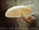 Image result for Kantiella enigmatica Geslacht. Size: 136 x 104. Source: www.mushroom.pro