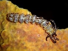Image result for Synapta maculata Geslacht. Size: 138 x 104. Source: www.poppe-images.com