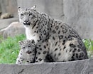 Résultat d’image pour Snow Leopards. Taille: 131 x 104. Source: www.huffingtonpost.com