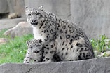 Résultat d’image pour Snow Leopards. Taille: 157 x 104. Source: www.huffingtonpost.com