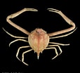 Image result for "arcania Globata". Size: 114 x 104. Source: www.crustaceology.com