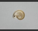 Image result for Skenea serpuloides Anatomie. Size: 126 x 104. Source: www.aphotomarine.com
