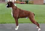 Bildresultat för Boxer Dog. Storlek: 149 x 104. Källa: www.dogdwell.com
