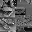 Image result for "bathyporeia Pilosa". Size: 103 x 104. Source: www.researchgate.net