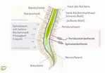 Afbeeldingsresultaten voor Peristedion Anatomie. Grootte: 149 x 104. Bron: www.onmeda.de