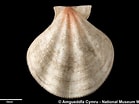 Image result for "pseudamussium Septemradiatum". Size: 139 x 104. Source: naturalhistory.museumwales.ac.uk