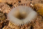 Image result for "myxicola Infundibulum". Size: 151 x 104. Source: www.britishmarinelifepictures.co.uk