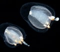 Image result for Euphysa aurata Geslacht. Size: 121 x 104. Source: www.marinespecies.org