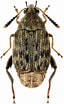 Image result for "acanthocolla Cruciata". Size: 64 x 104. Source: www.zin.ru