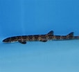 Image result for "atelomycterus Macleayi". Size: 114 x 104. Source: en.aquaworld-oarai.com