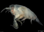 Image result for Hyperiidea. Size: 143 x 104. Source: scripps.ucsd.edu