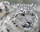 Résultat d’image pour Snow Leopards. Taille: 132 x 104. Source: pgcpsmess.com