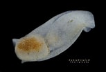 Image result for "philine Catena". Size: 153 x 104. Source: www.marinespecies.org