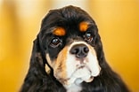 Image result for Amerikansk Cocker Spaniel. Size: 156 x 104. Source: www.thesprucepets.com