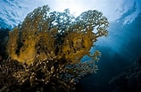 Image result for Fire corals. Size: 158 x 104. Source: www.liveabout.com