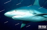Image result for "carcharhinus Wheeleri". Size: 161 x 104. Source: www.agefotostock.com