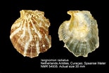 Afbeeldingsresultaten voor "Isognomon radiatus". Grootte: 155 x 104. Bron: www.nmr-pics.nl