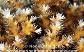 Image result for Oculinidae. Size: 167 x 104. Source: www.marinelifephotography.com