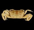Image result for "portunus Macrophthalmus". Size: 118 x 104. Source: www.crustaceology.com