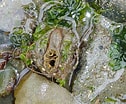 Image result for Clam Siphon. Size: 126 x 104. Source: buzzmarinelife.blogspot.com