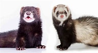 Image result for Mink Ferret. Size: 192 x 104. Source: squeaksandnibbles.com