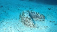 Image result for "astichopus Multifidus". Size: 185 x 104. Source: www.youtube.com