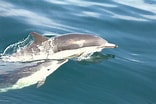 Image result for "delphinus Capensis". Size: 156 x 104. Source: www.flickr.com