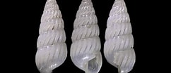 Image result for Pyramidellidae. Size: 242 x 104. Source: www.idscaro.net