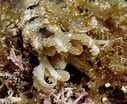 Image result for Synapta maculata Geslacht. Size: 127 x 104. Source: www.poppe-images.com