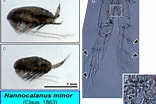 "nannocalanus Minor" に対する画像結果.サイズ: 156 x 104。ソース: nobnob.hatenablog.jp