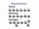 Starch and Cellulose Structure 的图像结果.大小：139 x 104。 资料来源：amandeepsoar.wordpress.com