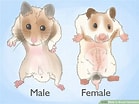 Image result for Hamster Geslacht. Size: 139 x 104. Source: www.wikihow.com