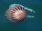 Image result for "chrysaora Plocamia". Size: 139 x 104. Source: www.inaturalist.org