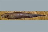Afbeeldingsresultaten voor "acanthostracion Notacanthus". Grootte: 156 x 104. Bron: fishesofaustralia.net.au
