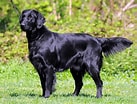 Image result for Flat Coated Retriever. Size: 137 x 104. Source: www.pinterest.com.au