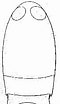 Image result for "corycaeus Limbatus". Size: 60 x 104. Source: copepodes.obs-banyuls.fr