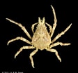 Image result for "menaethius Orientalis". Size: 112 x 104. Source: www.crustaceology.com