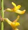 Afbeeldingsresultaten voor "pleusymtes Glaber". Grootte: 98 x 104. Bron: www.calflora.org