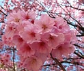 Bildergebnis für cerezos en flor Sakura. Größe: 123 x 104. Quelle: plantas.facilisimo.com