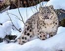 Résultat d’image pour Snow Leopards. Taille: 132 x 104. Source: www.dailysabah.com