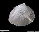 Image result for "spisula Elliptica". Size: 127 x 104. Source: naturalhistory.museumwales.ac.uk
