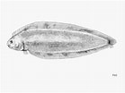 Image result for "symphurus Ligulatus". Size: 139 x 104. Source: fishbiosystem.ru